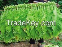 Tobacco Leaf