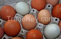 Fresh Chicken Eggs