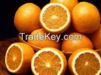 Fresh Valencia and Naval Oranges