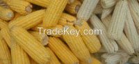 Yellow Corn & White Corn Maize