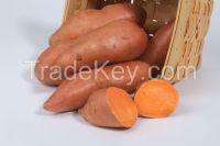 Fresh Sweet Potatoes