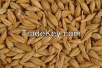 Quality Barley