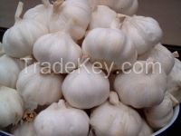 Fresh garlic