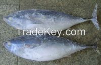 Frozen Bonito Tuna