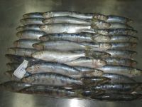 frozen Sardines