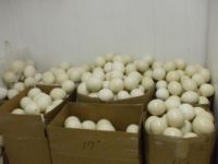 Ostrich Eggs