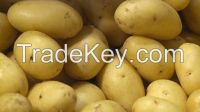 2014 Fresh Potato Price, 150g, 200g, 250