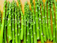 High Quality fresh Green Asparagus