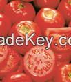 Fresh fruit tomatoes 2015 crop