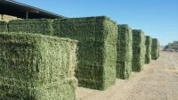 Alfalfa Hay Bales