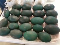 Ostrich Eggs and Emu Eggs