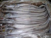 FROZEN RIBBON FISH