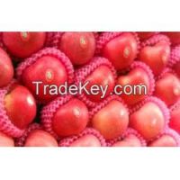 High quality Red Fuji , Red and Fresh apples on sales