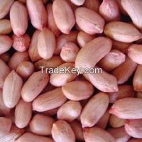 Raw Peanuts in Shell/Groundnuts in Shell for sell