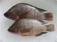 Frozen Whole Round Tilapia