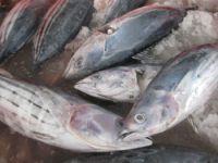 Frozen skipjack tuna fish