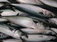 FROZEN HORSE MACKEREL FISH WHOLE ROUND