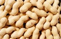 Raw peanuts inshell, good quality with affordable price