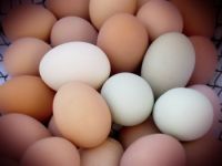 Fresh White & Brown Chicken Eggs