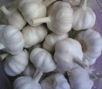 Best Quality Fresh Garlic with best price.