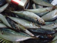 FROZEN HORSE MACKEREL FISH WHOLE ROUND