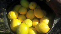Fresh Yellow Eureka Lemons from South Africa- Best Quality and Price