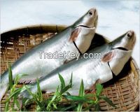 Vietnam pangasius fish