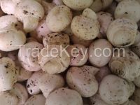 canned, dried, and frozen button mushroom