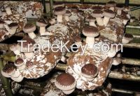 high quality shiitake mushroom spawn