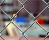 Sell Chain Link Mesh, Chain Link Fencing, Chain Link Netting