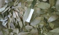 BAY LEAVES