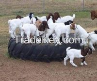 Boer Goats