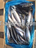 Frozen Pacific Mackerel Fish