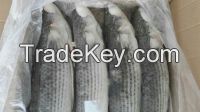 Frozen Grey Mullet Fish