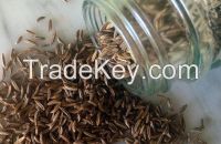 Caraway Seed