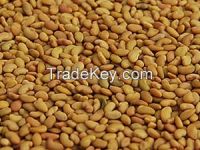 Alfalfa Seeds, Medicago sativa or Lucerne