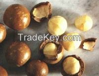 Macadamia Nuts in sheel & without shell