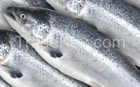 Frozen Whole Round Atlantic Salmon (Salmo salar)