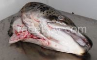 Frozen Atlantic Salmon Heads (Salmo salar), V-cut