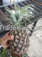 supplying of fresh pineapple
