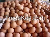 Fresh Chicken Brown Eggs, White Eggs EU Grades