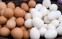 BROILER CHICKEN EGGS /COBB 500 BROILER HATCHING EGGS