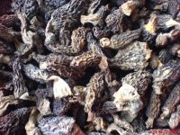 Sell Dried Morels (Morchella Conica)