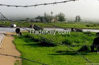 factory sell barbed wire