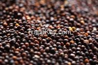 CANOLA SEEDS FOR SALE