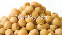 SOY BEANS FOR SALE