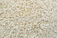 SESAME SEEDS FOR SALE