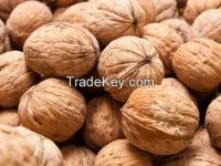 WALNUTS FOR SALE