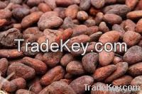 Cocoa Beans for sale