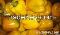 Fresh Capsicum Bell Pepper  Sweet Pepper  Paprika